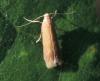 Tischeria sp.